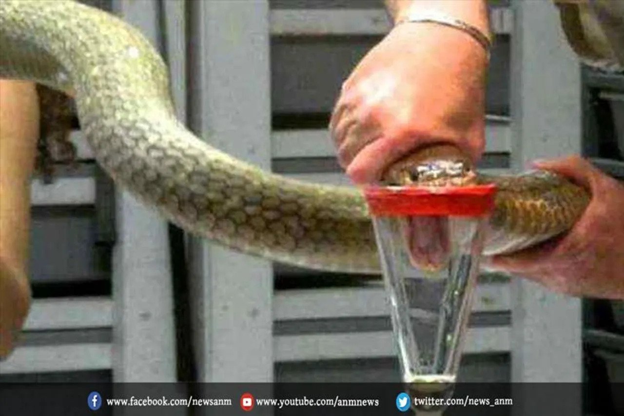 कोबरा जहर की एक अवैध खेप बरामद