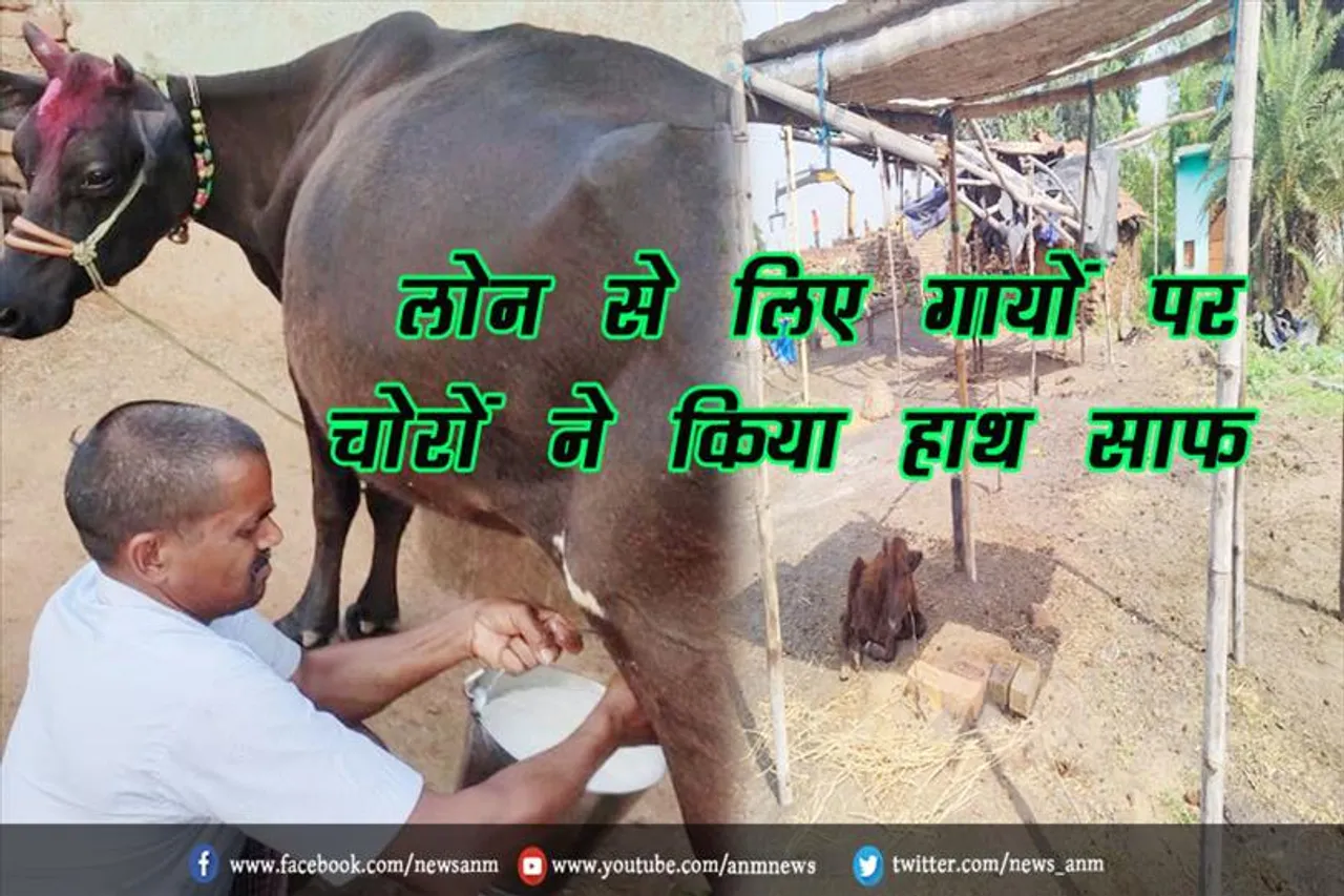 लोन से लिए गायों पर चोरों ने किया हाथ साफ
