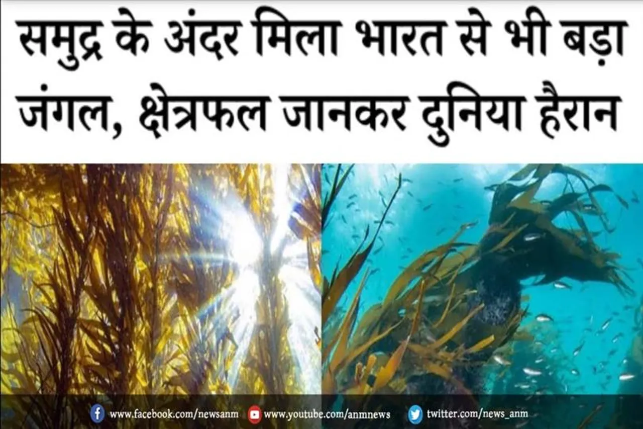 समुद्र के अंदर मिला भारत से भी बड़ा जंगल