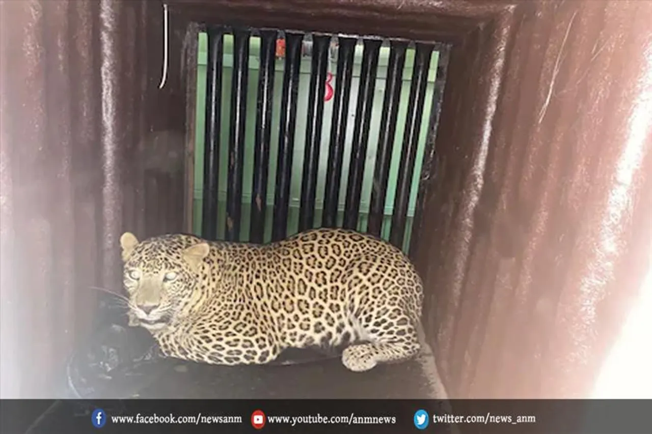 वन-विभाग के जाल में फंसा खतरनाक तेंदुआ