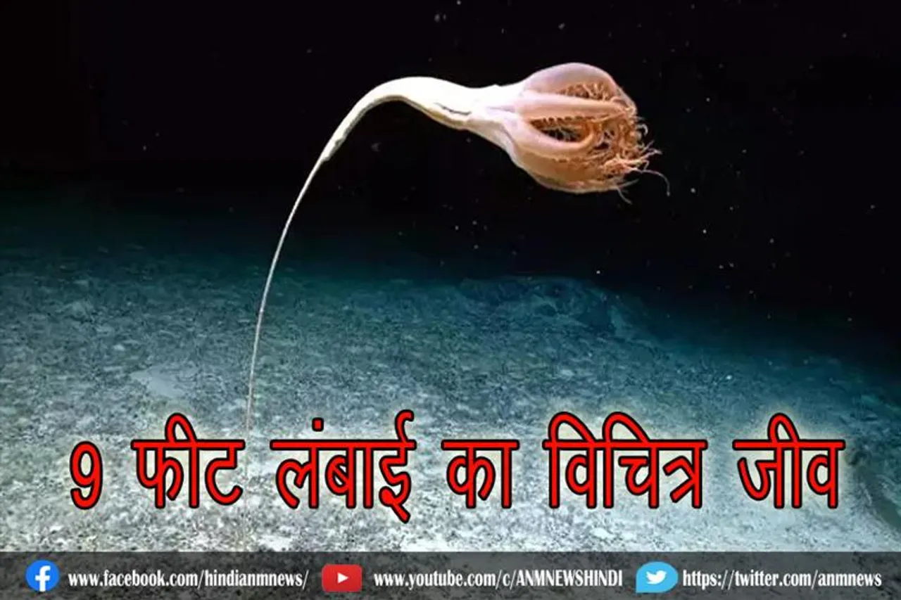 प्रशांत महासागर में वैज्ञानिकों को मिला 9 फीट लंबाई का विचित्र जीव