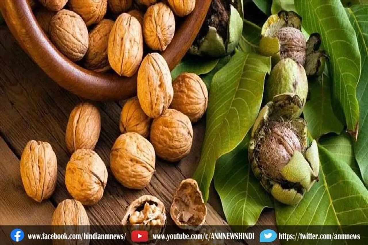 यह लोग खाली पेट खाना शुरू करें भीगे हुए 2 अखरोट