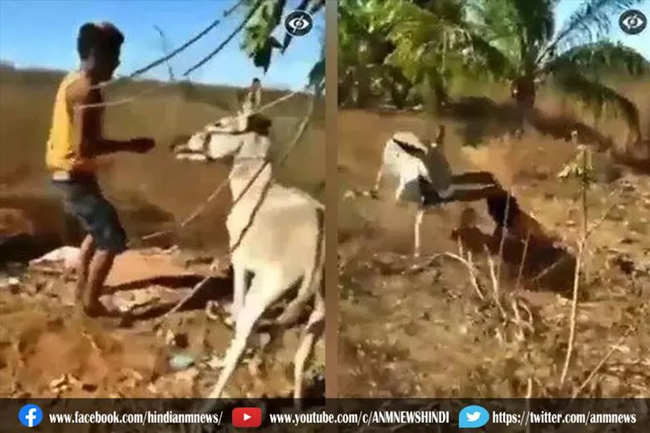 गधे ने लिया बदला, देखे वीडियो