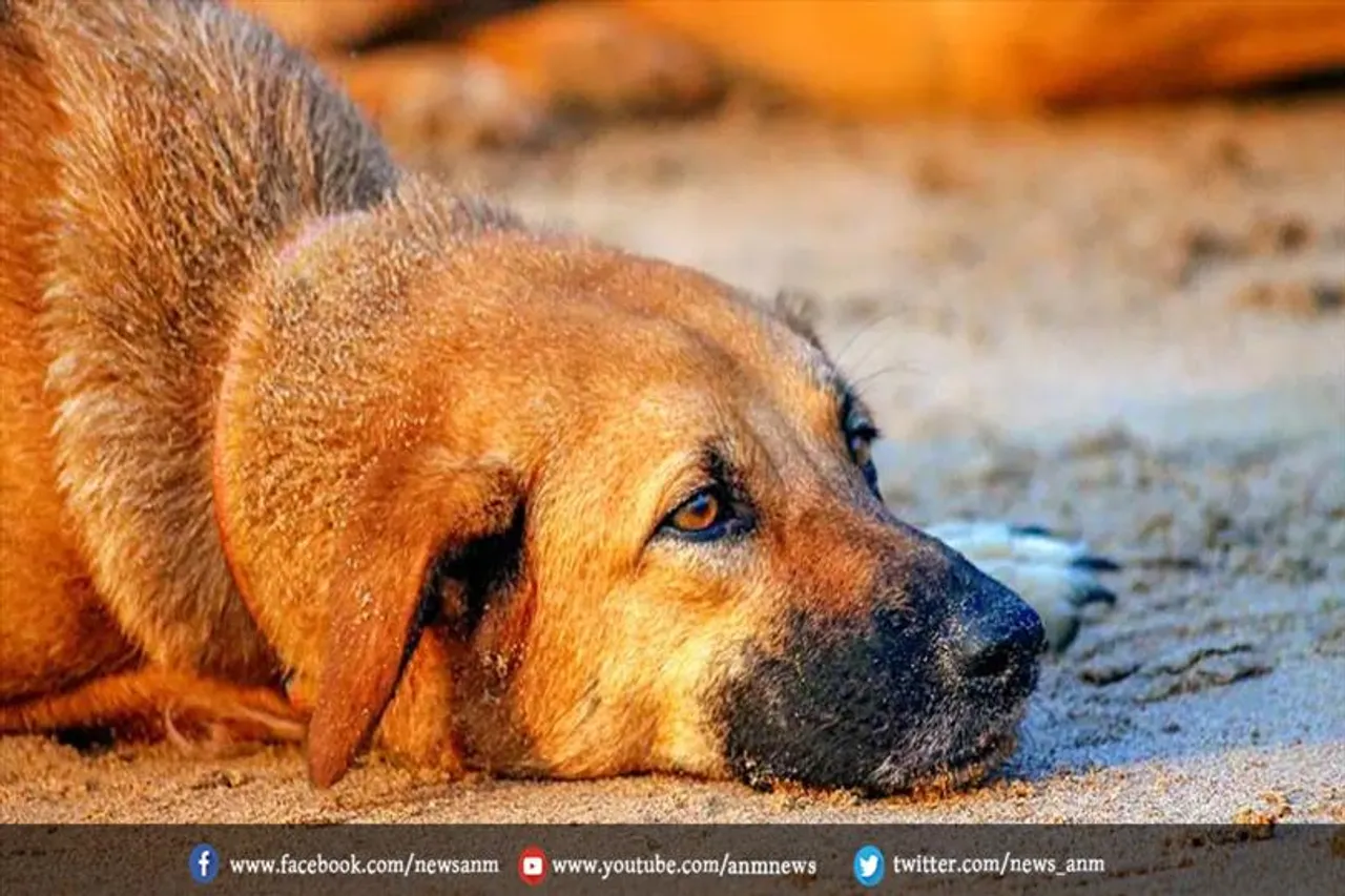 दिल्ली के पहले नगरपालिका पालतू श्मशान का निर्माण शुरू