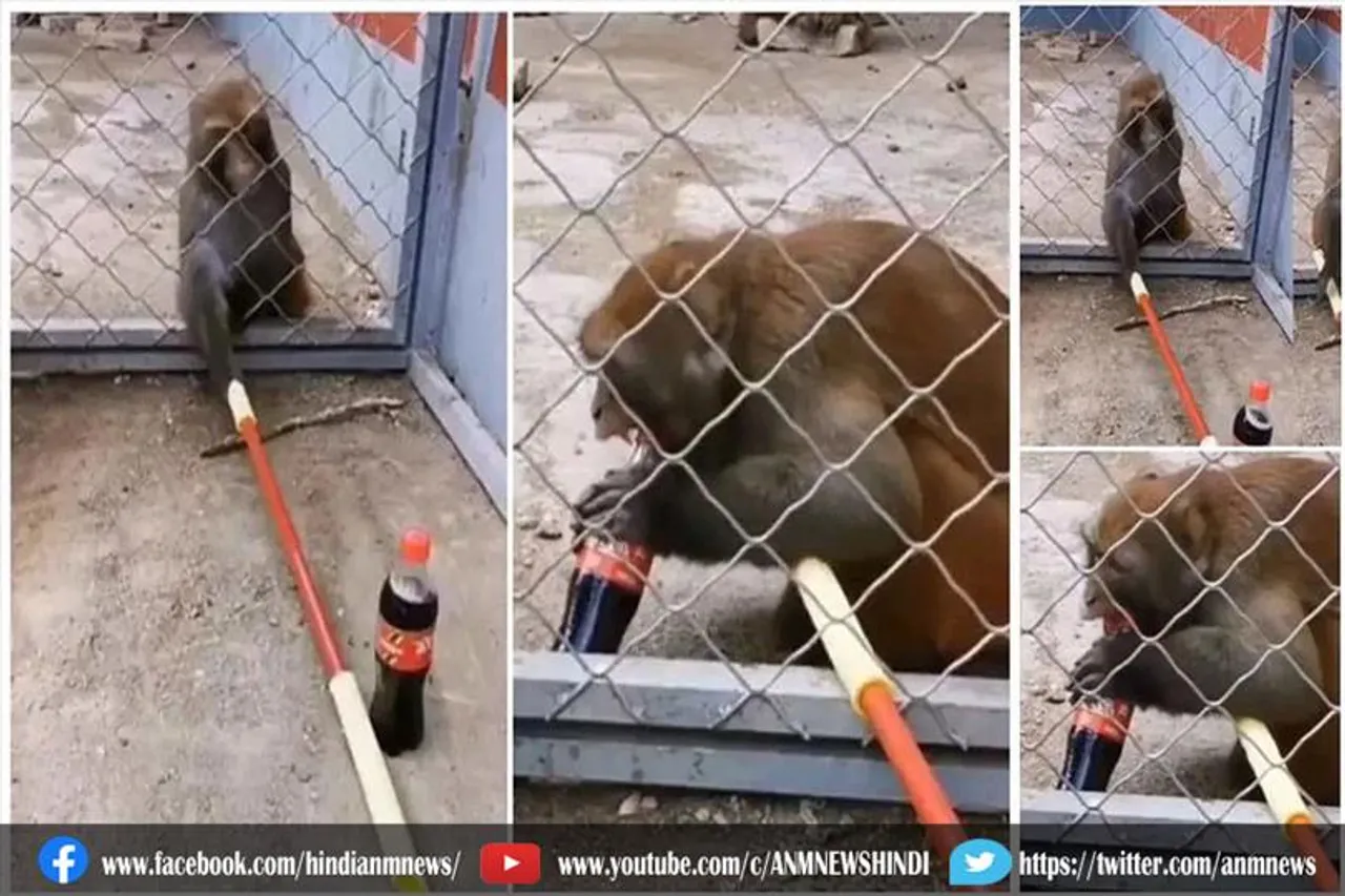 कोल्ड ड्रिंक पीने के बंदर का जुगाड़, देखे वीडियो
