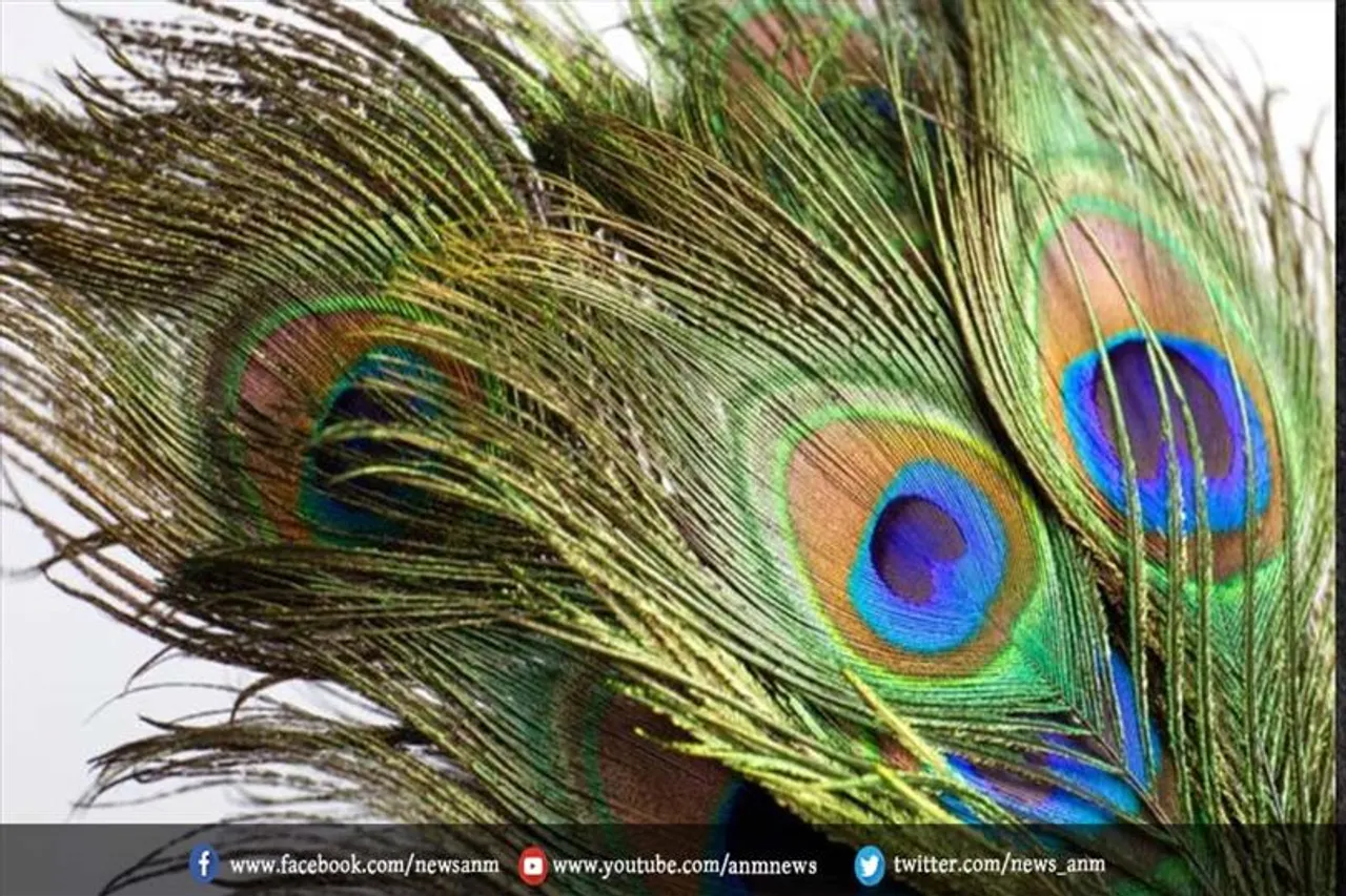 घर में इस दिशा में रखें मोरपंख