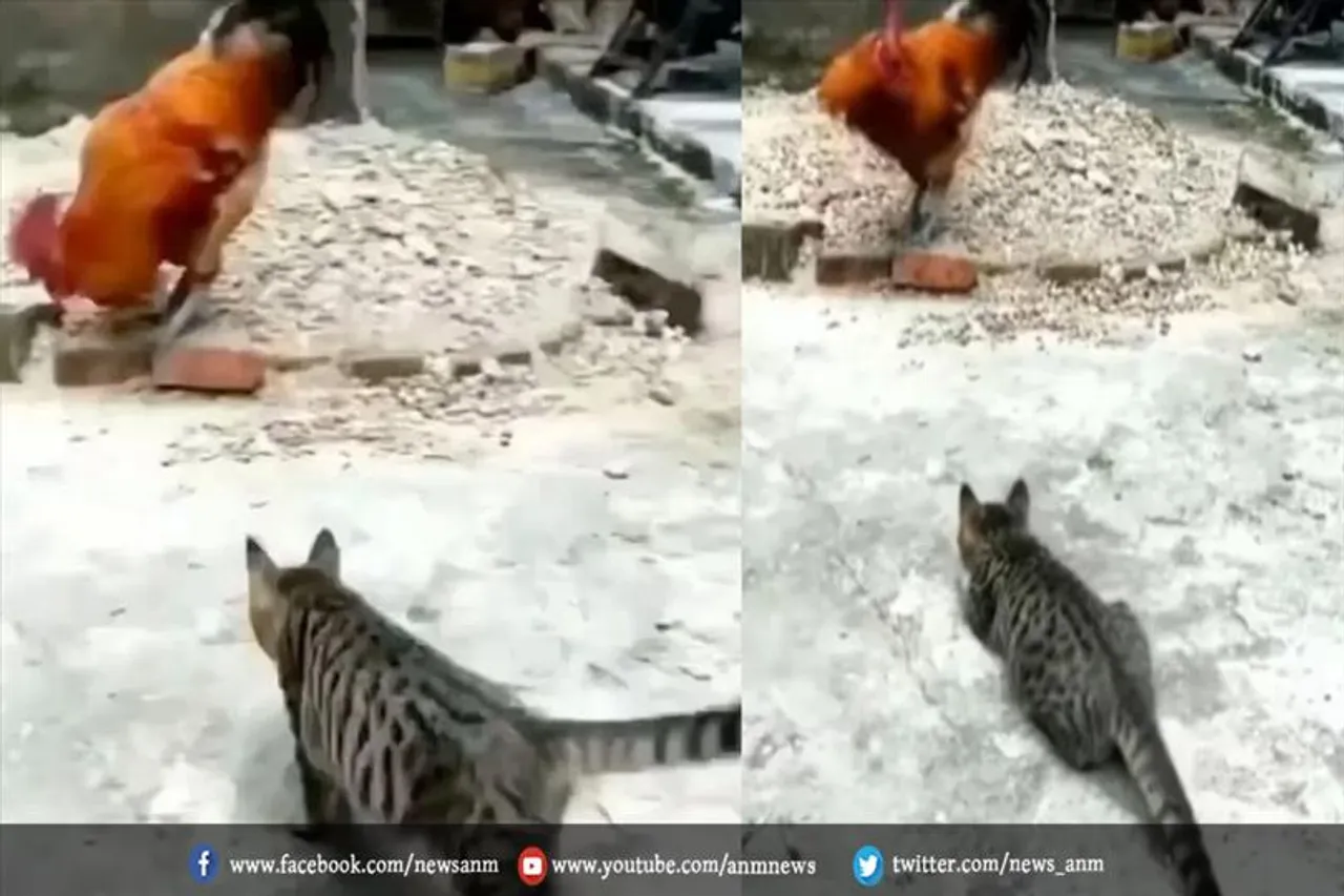 मुर्गे पर अटैक करने चली थी बिल्ली