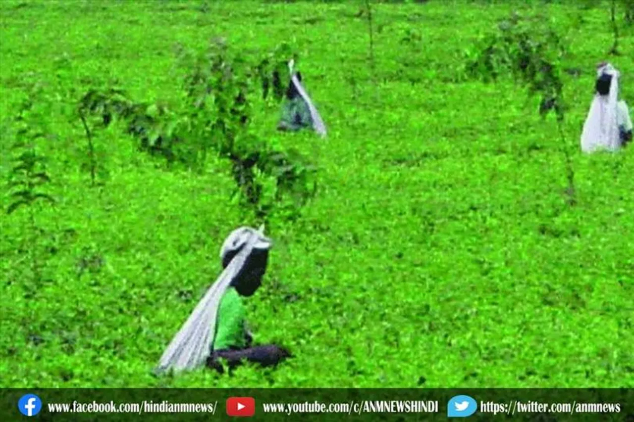 हमारे साथ सौतेला व्यवहार क्यों किया है : टिपा के अध्यक्ष