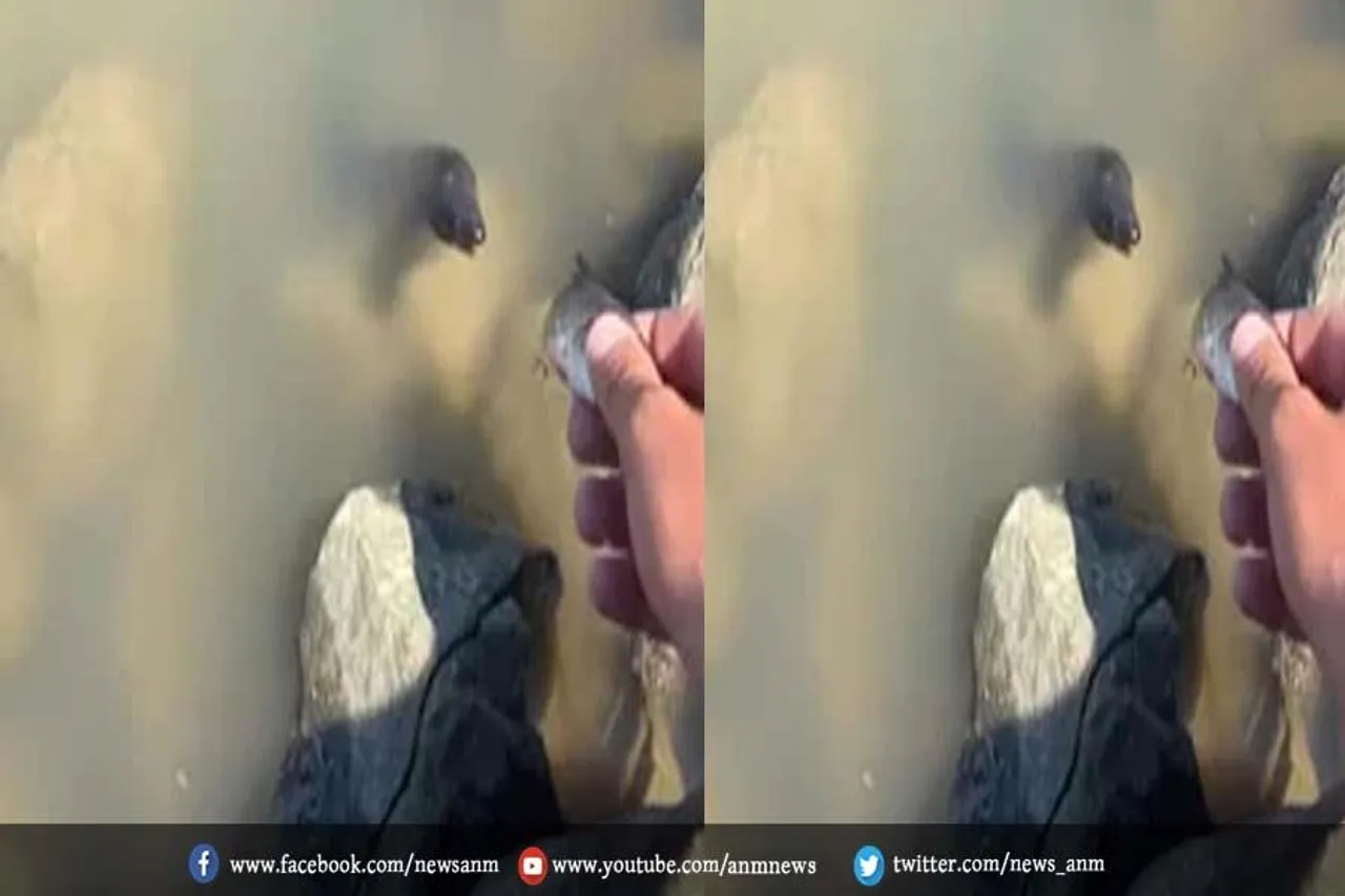 Video: भूखे सांप ने मछली को बनाया निवाला