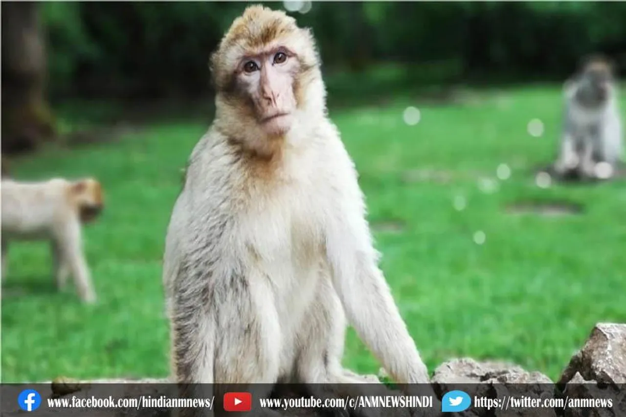 बंदरों पर क्रूरता