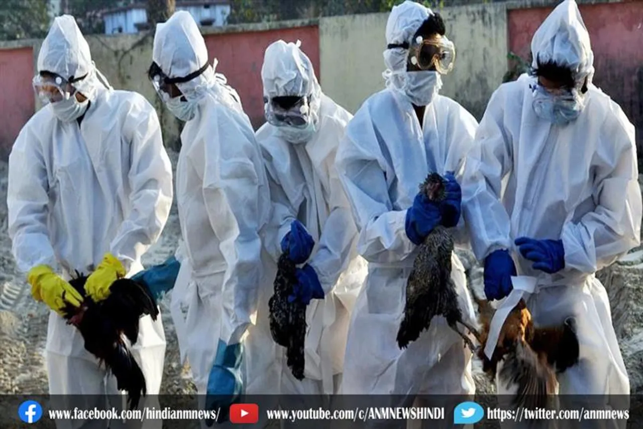 बर्ड फ्लू: 25 हजार से ज्यादा मुर्गियों को मारने का आदेश दिया गया