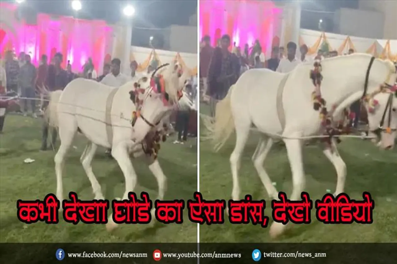 कभी देखा घोड़े का ऐसा डांस, देखे वीडियो