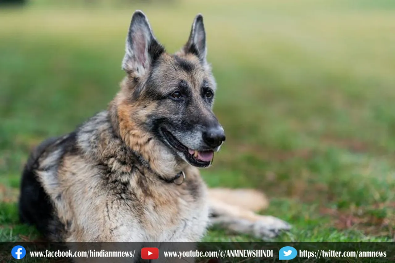 अमेरिकी राष्ट्रपति जो बाइडन के कुत्ते Champ ने तोड़ा दम