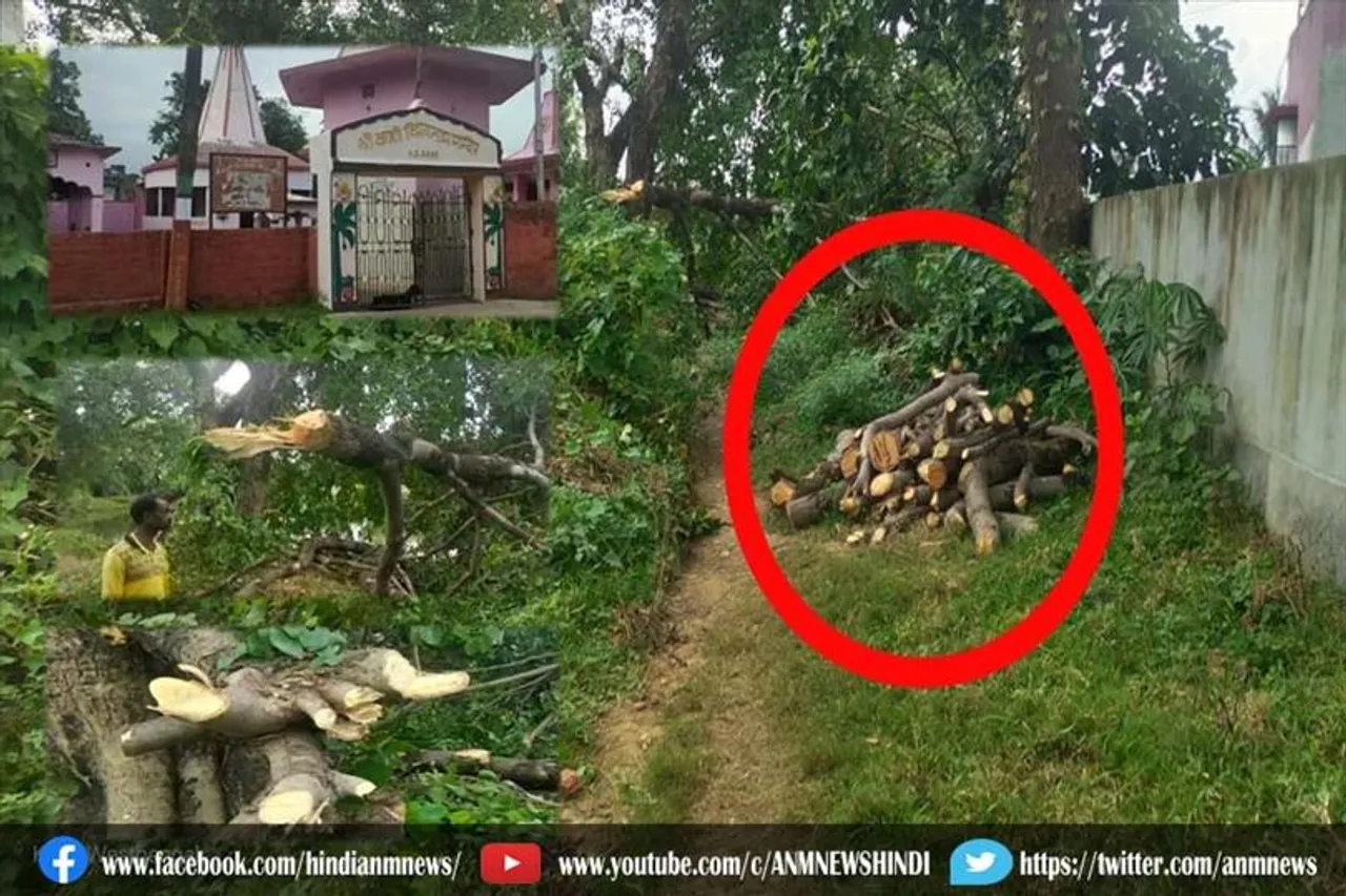 दिन के उजाले में जबरन काटा गया कीमती पेड़