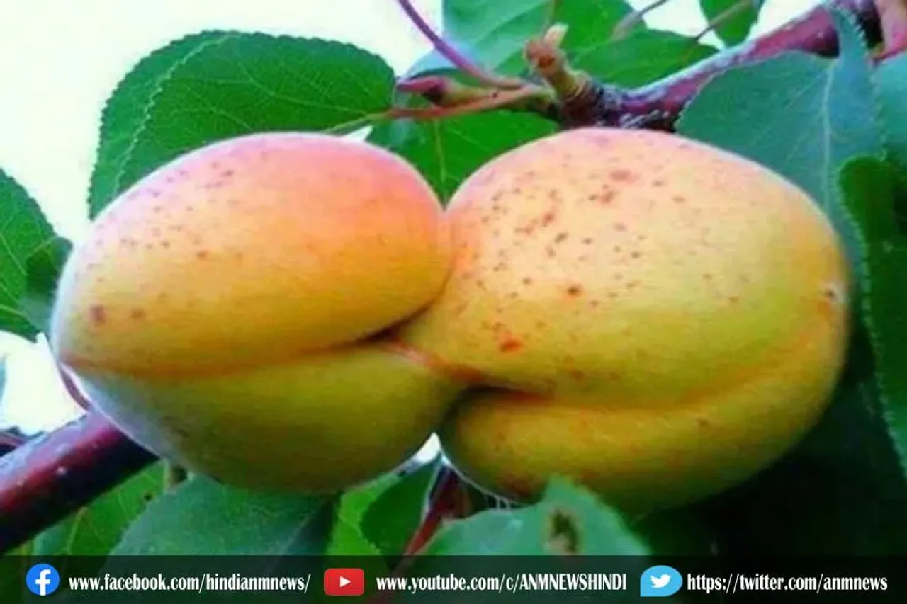 देखिए अनोखी सब्जी की अनोखी तस्वीरें