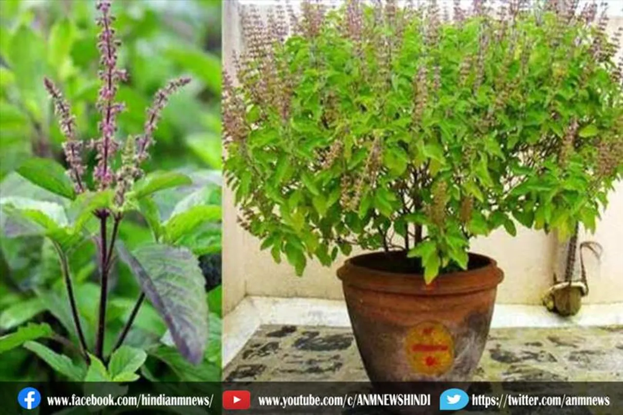 तुलसी के आसपास कभी भी नहीं रखी जाती हैं ये वस्तुएं