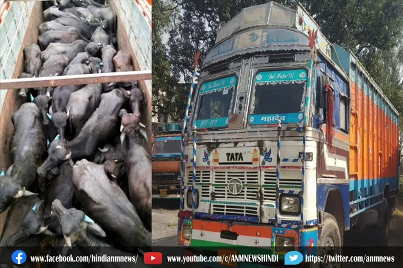 भोजपुर पुलिस ने करीब दो कुंतल अवैध मांस बरामद किया