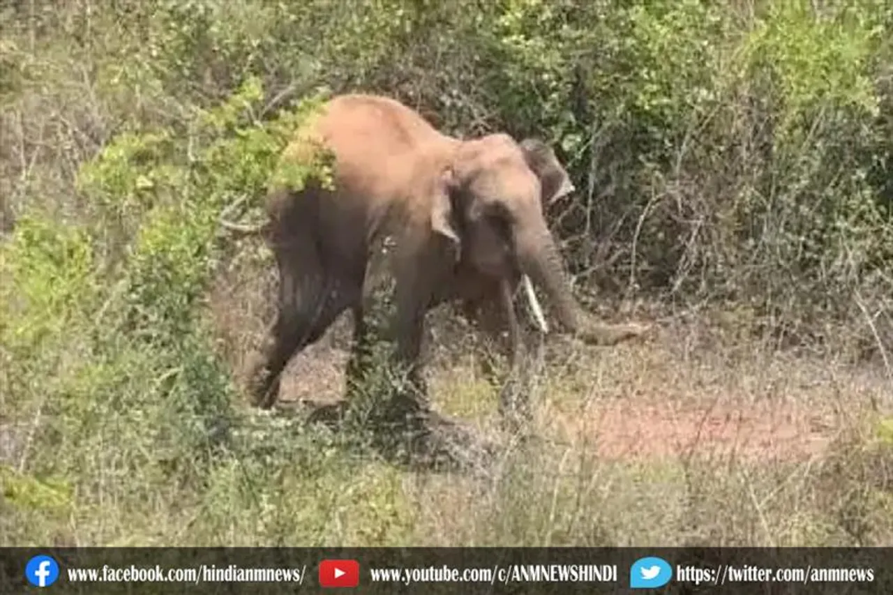 यहाँ हुआ जंगली हाथियों का हमला