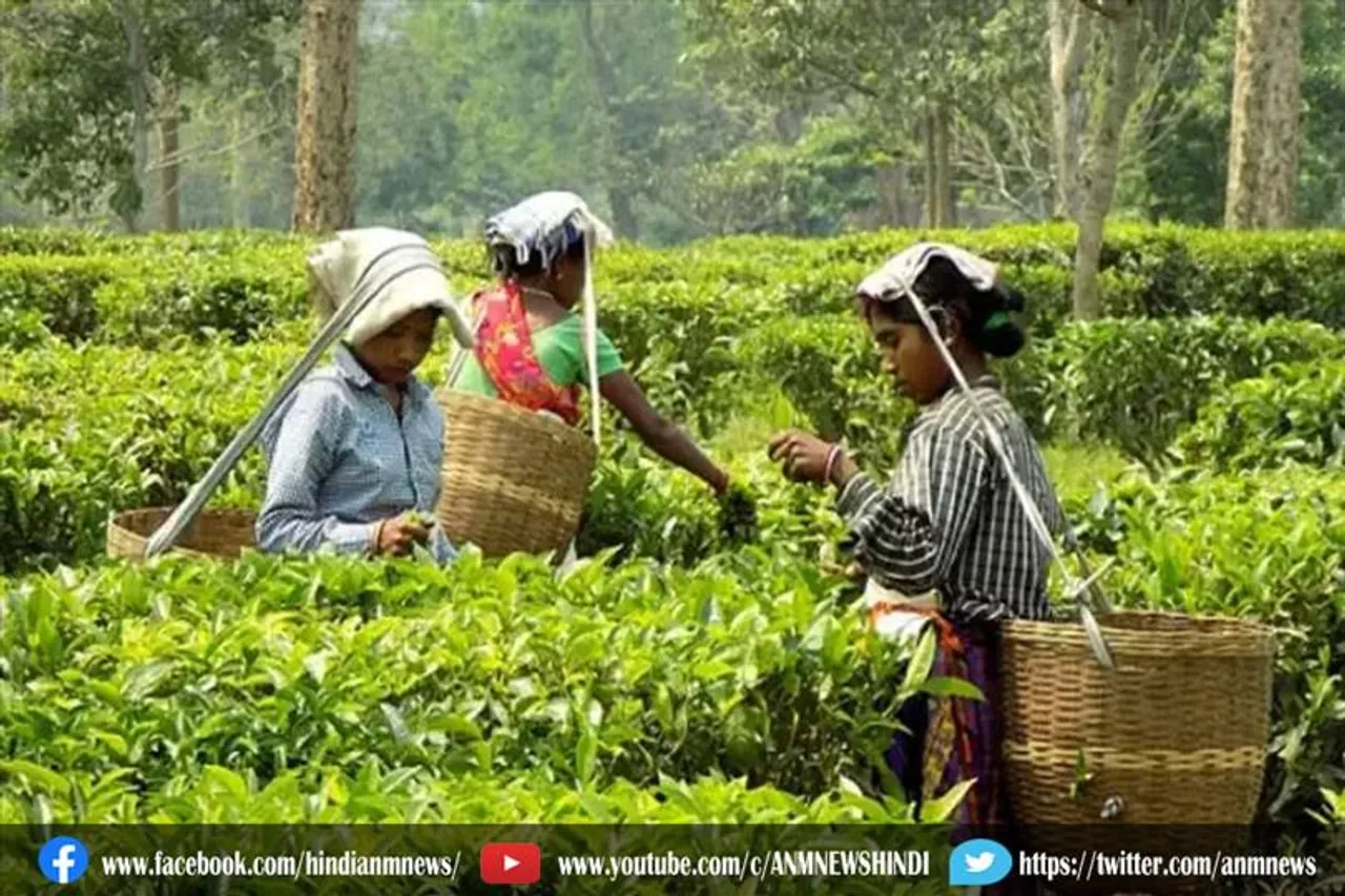 भारत का चाय निर्यात और मूल्य वृद्धि