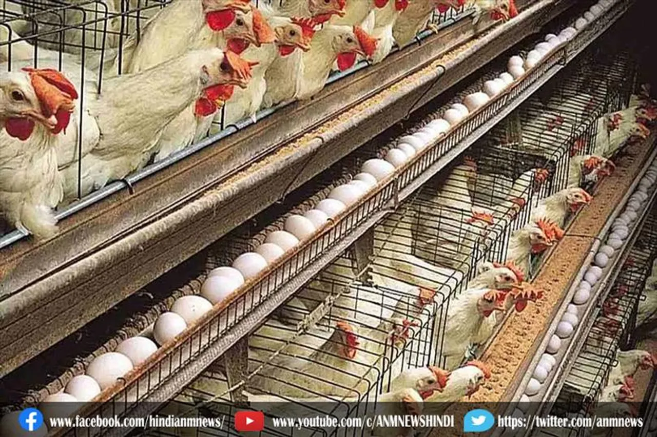 सस्ता होगा अंडा और चिकन