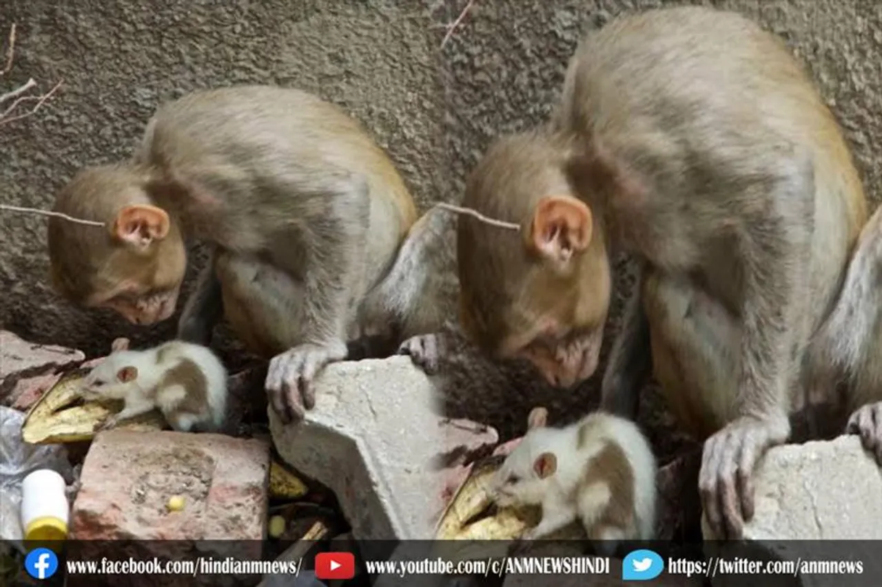 चूहे और बंदरो से फैल सकता है संक्रामण