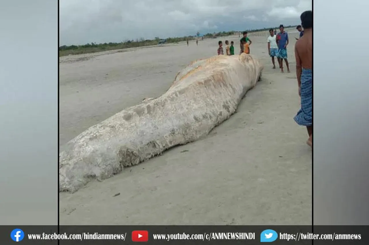 नदी तट पर विशालकाय मृत जानवर, तस्वीरें लेने के लिए उमड़े पर्यटक