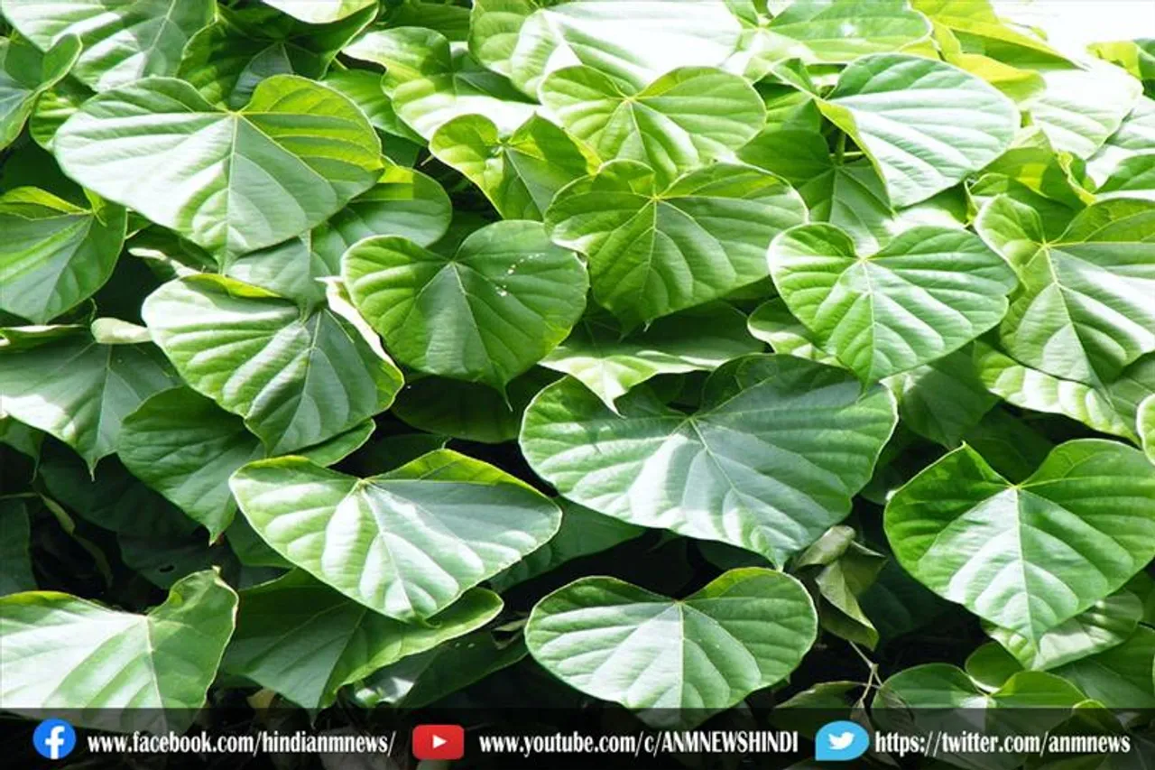 पौधे का ईथर रंग रूप वास्तव में एक नई प्रजाति है