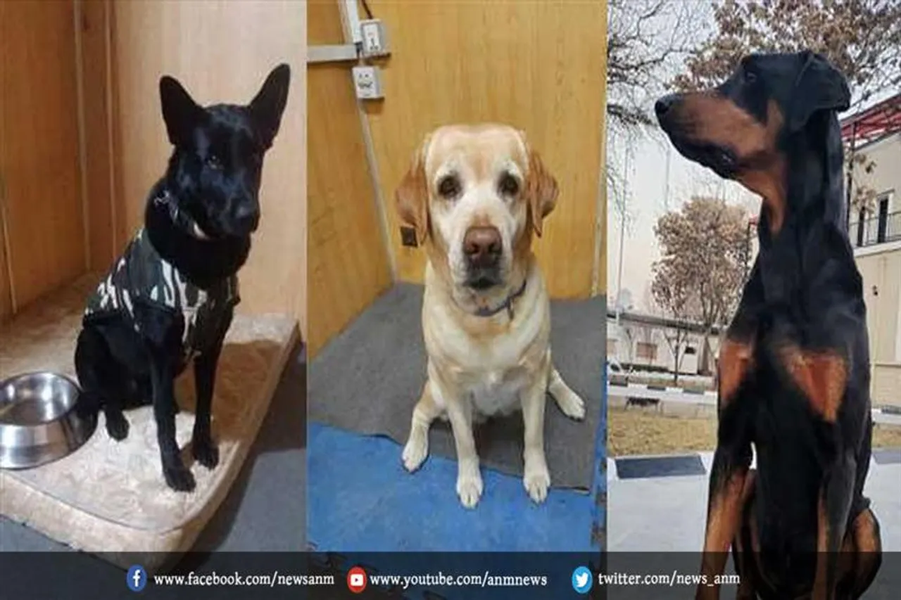 माया, बॉबी, रूबी, काबुल से भारत लौट आई