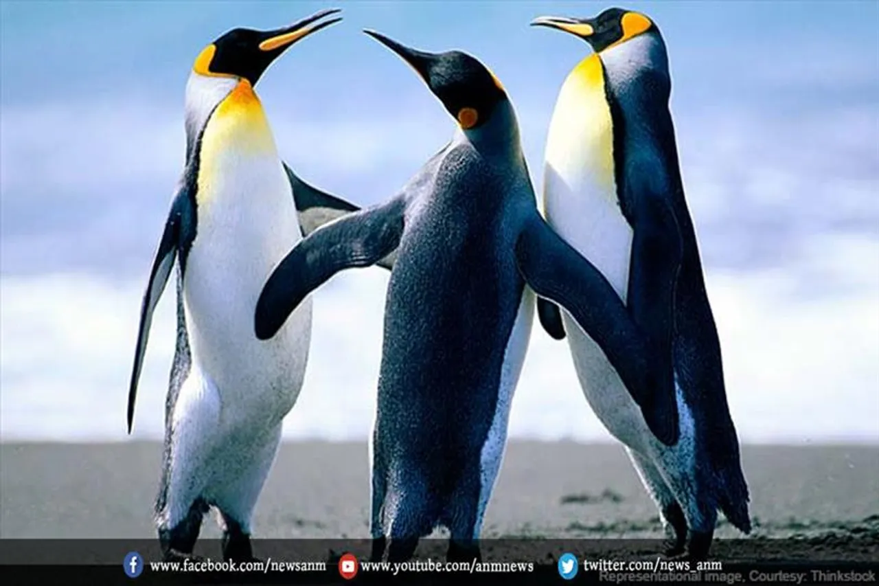 खतरे में हैं अफ्रीकी पेंगुइन