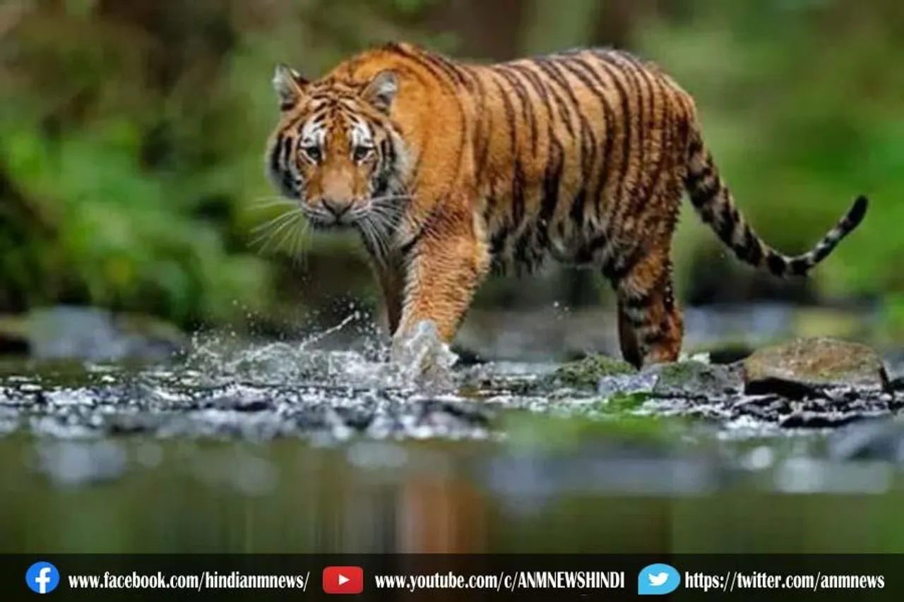 आज है अंतर्राष्ट्रीय बाघ दिवस