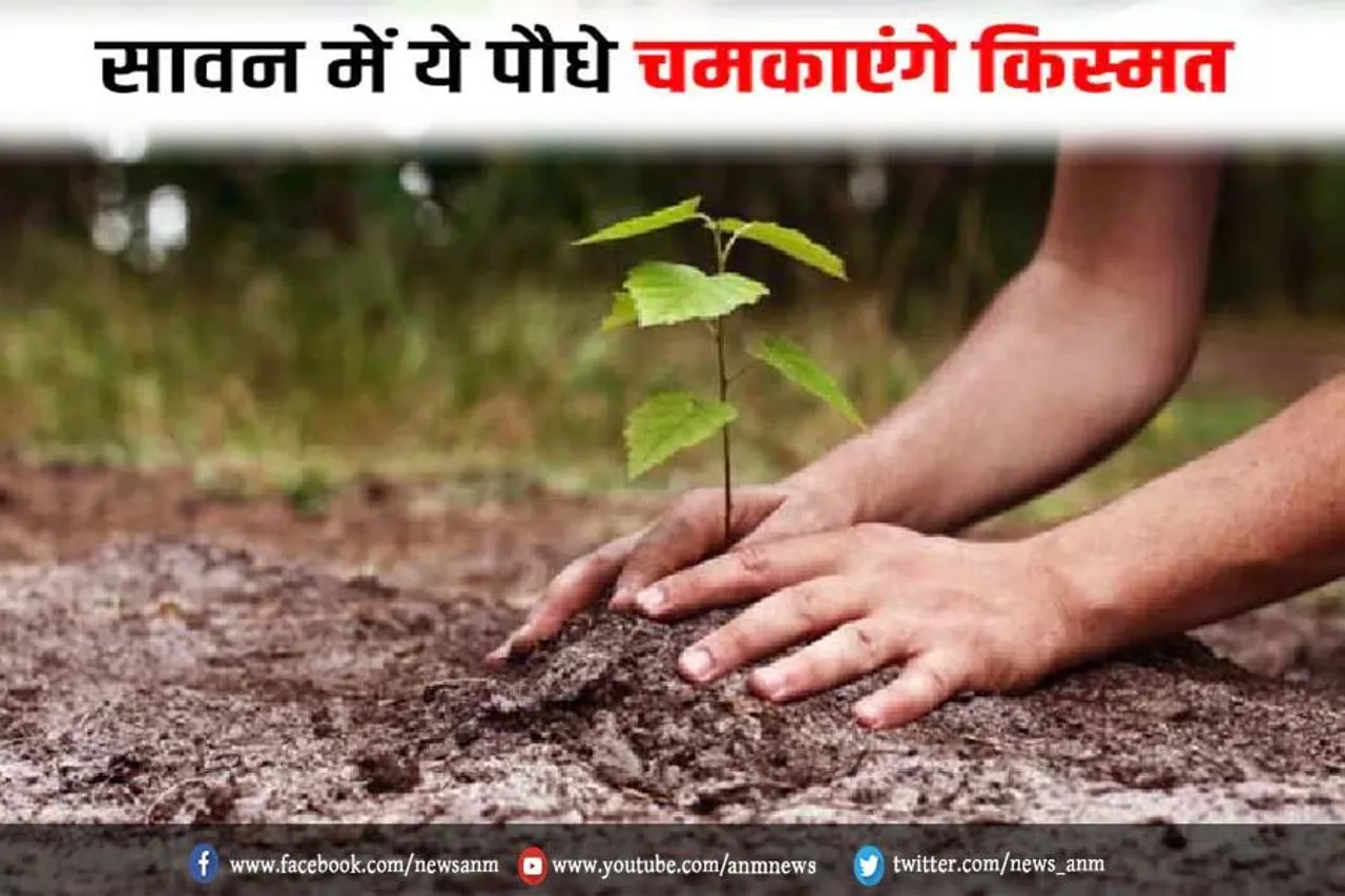 सावन में ये पौधे चमकाएंगे क़िस्मत