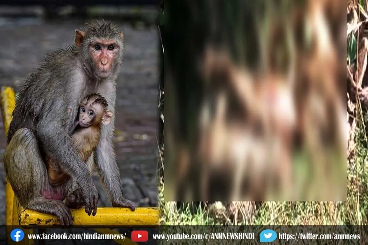 चालीस बंदरों के शव मिलने से हड़कंप