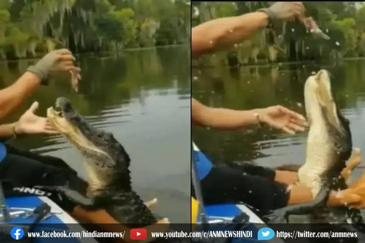 शेरों को भी कड़ी टक्कर दे सकते है मगरमच्छ