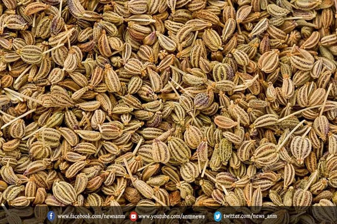ठंड के दिनों में अजवाइन का सेवन अधिक फायदेमंद होता है