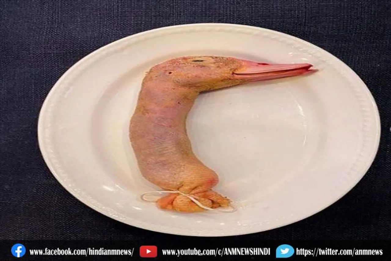 ब्रिटेन के एक रेस्टोरेंट ने प्लेट में परोसा 'बतख का सिर'