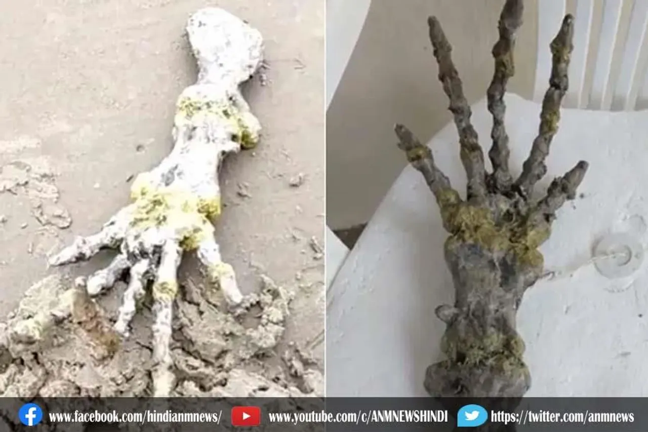 समुद्र तट पर कपल को मिला 'एलियन का हाथ'