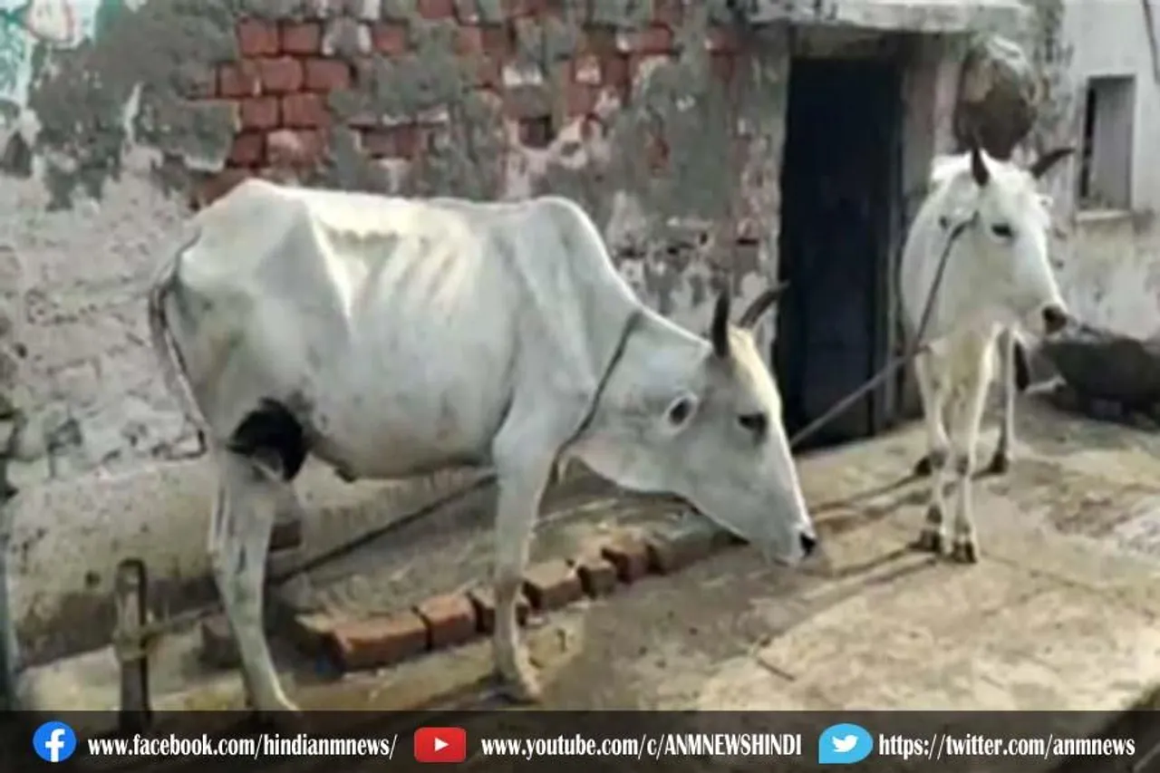 अज्ञात बीमारी के चपेट में गाय, किसानो की बड़ी परेशानी