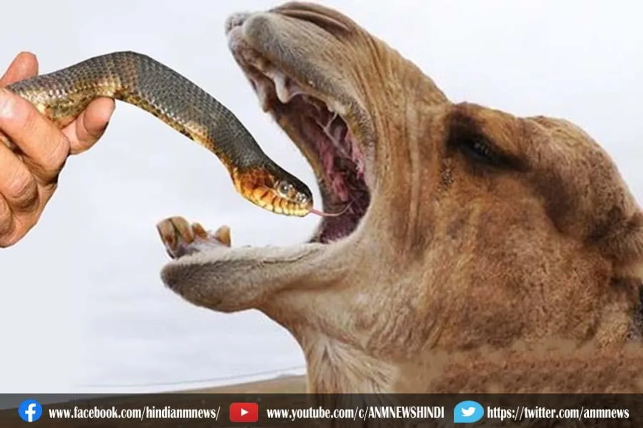 आखिर ऊंट क्यों खता है जहरीला सांप
