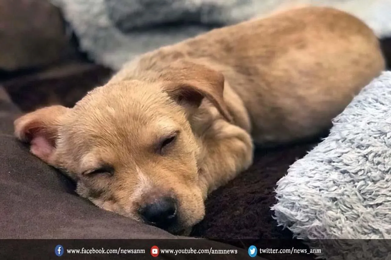 मरे हुए जानवर को ऑफिस लेकर आने पर मिलेगी छुट्टी