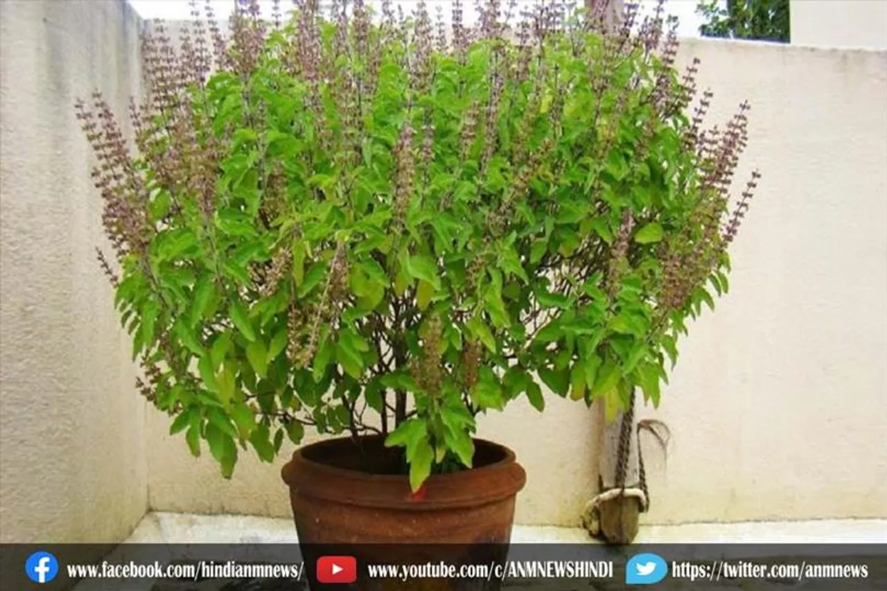 तुलसी का पौधा घर में लगाने के फायदे