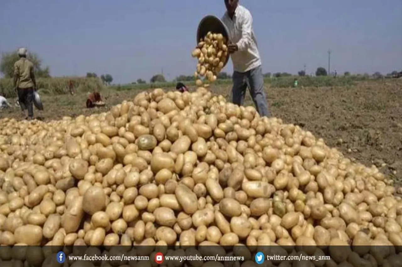 इतने लाख टन आलू खरीदेगी बंगाल सरकार