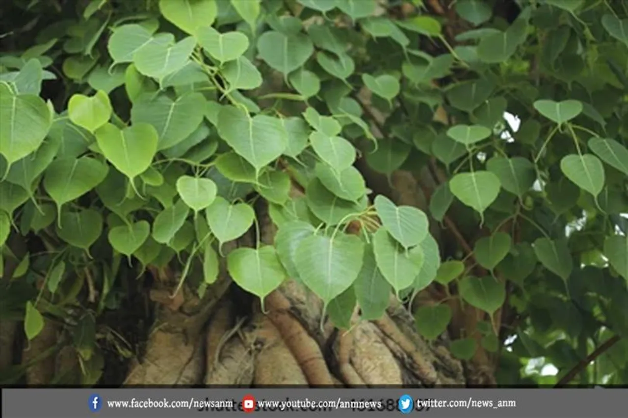इस पेड़ की पूजा करने से मिलेगी मुक्ति पितृदोष से
