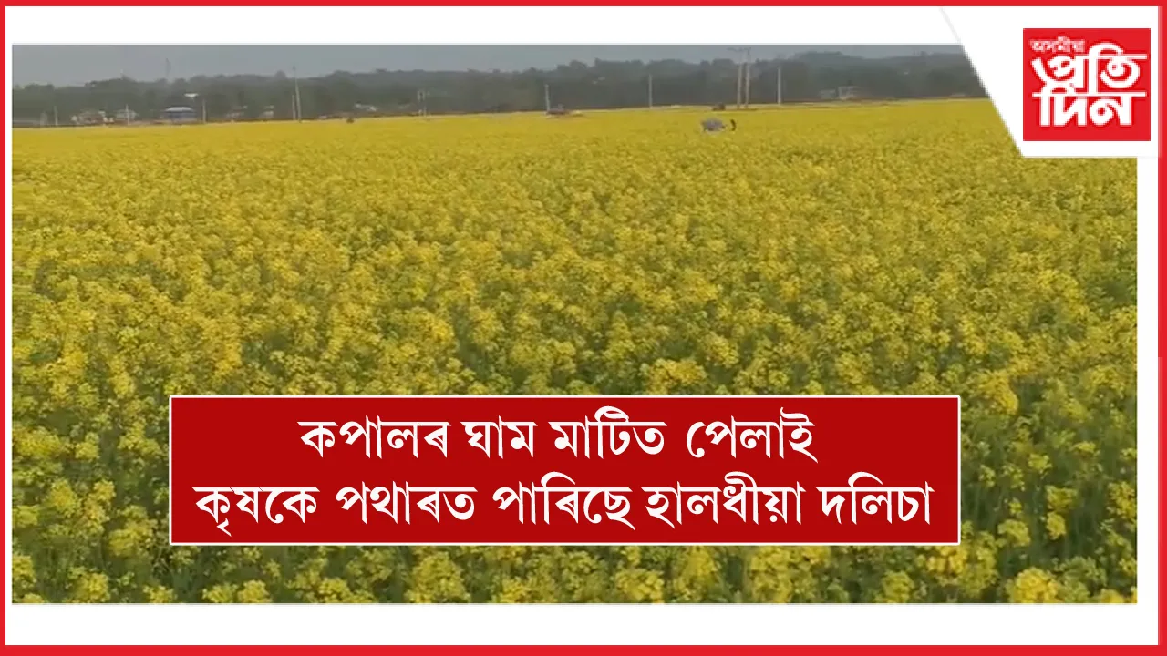 মানকাচৰত ১২ হাজাৰ কৃষকৰ ২৭০০ হেক্টৰ ভূমিত সৰিয়হৰ খেতি