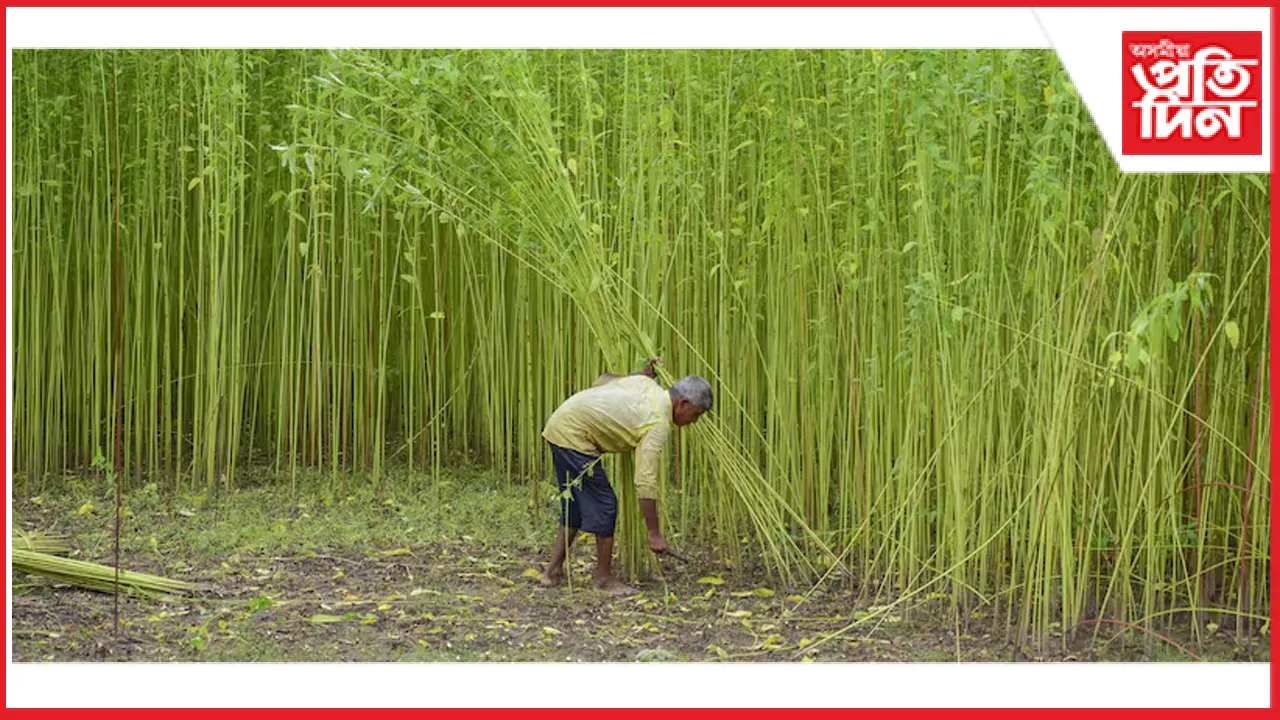 কৃষকলৈ সকাহ ! কেঁচা মৰাপাাটৰ নূন্যতম সমৰ্থন মূল্য ৩১৫ টকা বৃদ্ধি...