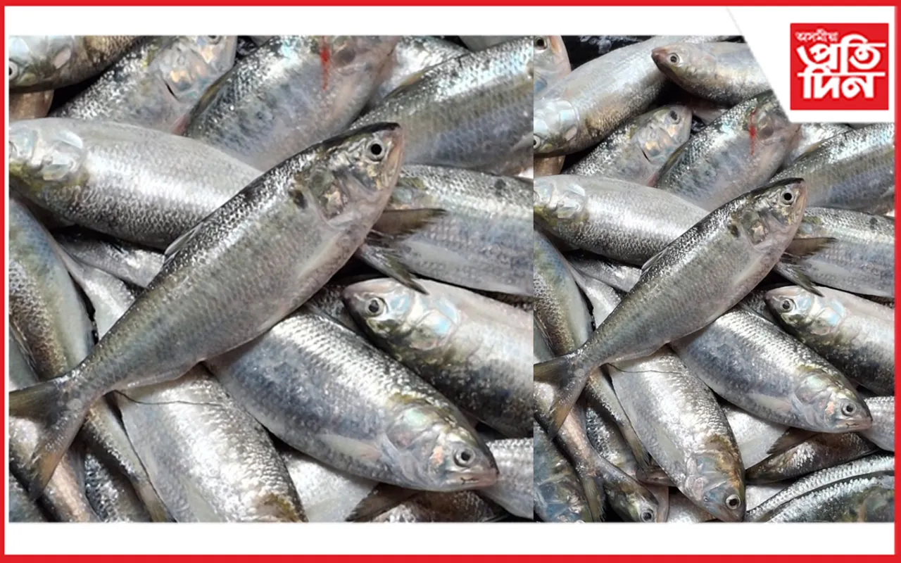 ইলিচ মাছ