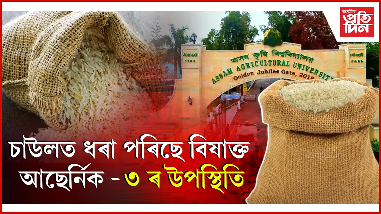 চাউলত ধৰা পৰিছে বিষাক্ত আছেৰ্নিক - ৩ ৰ উপস্থিতি
