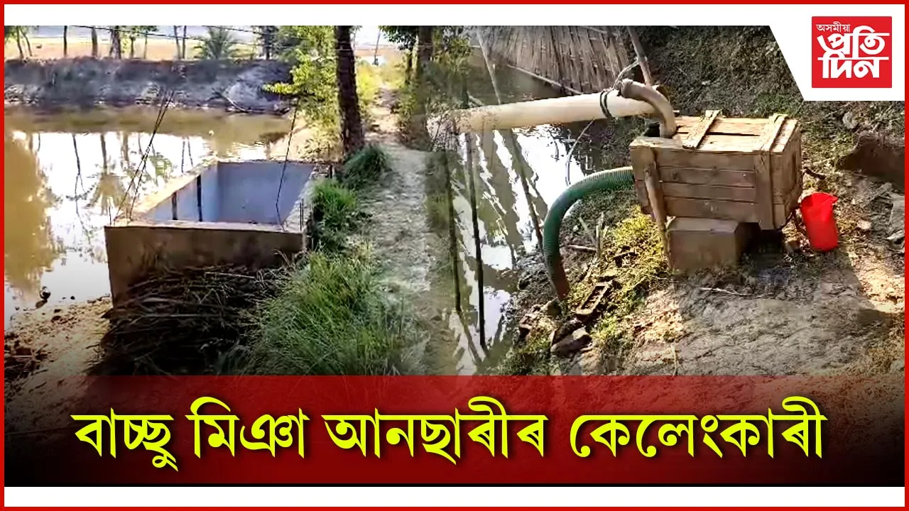 বাচ্ছু মিঞা আনছাৰীৰ কেলেংকাৰী