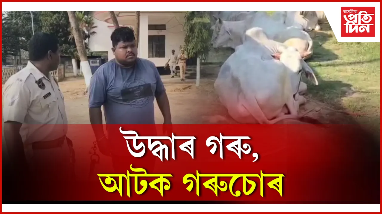 উদ্ধাৰ গৰু, আটক গৰুচোৰ