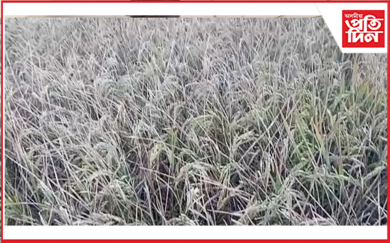ধাননি পথাৰত নাই ধান, আছে কেৱল পতান