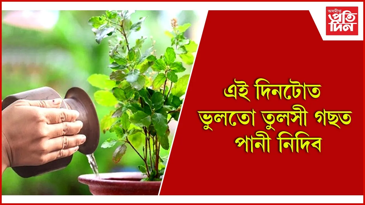 তুলসী  (1)